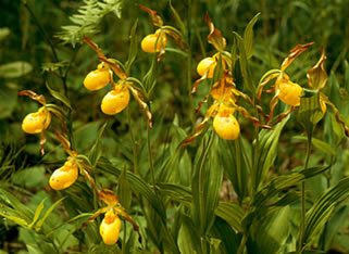 Cypripedium s0048